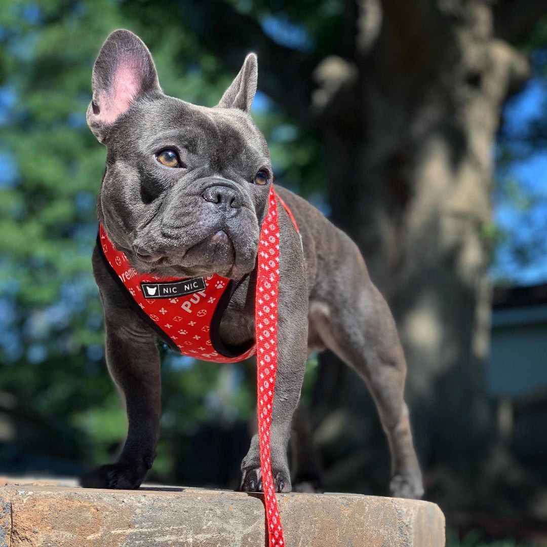 Breathable Mesh Pet Chest Harness And Leash Comfortable Fit