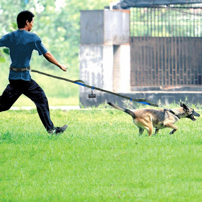 Reflective Dual Elastic Pet Running Leash With Traction Control