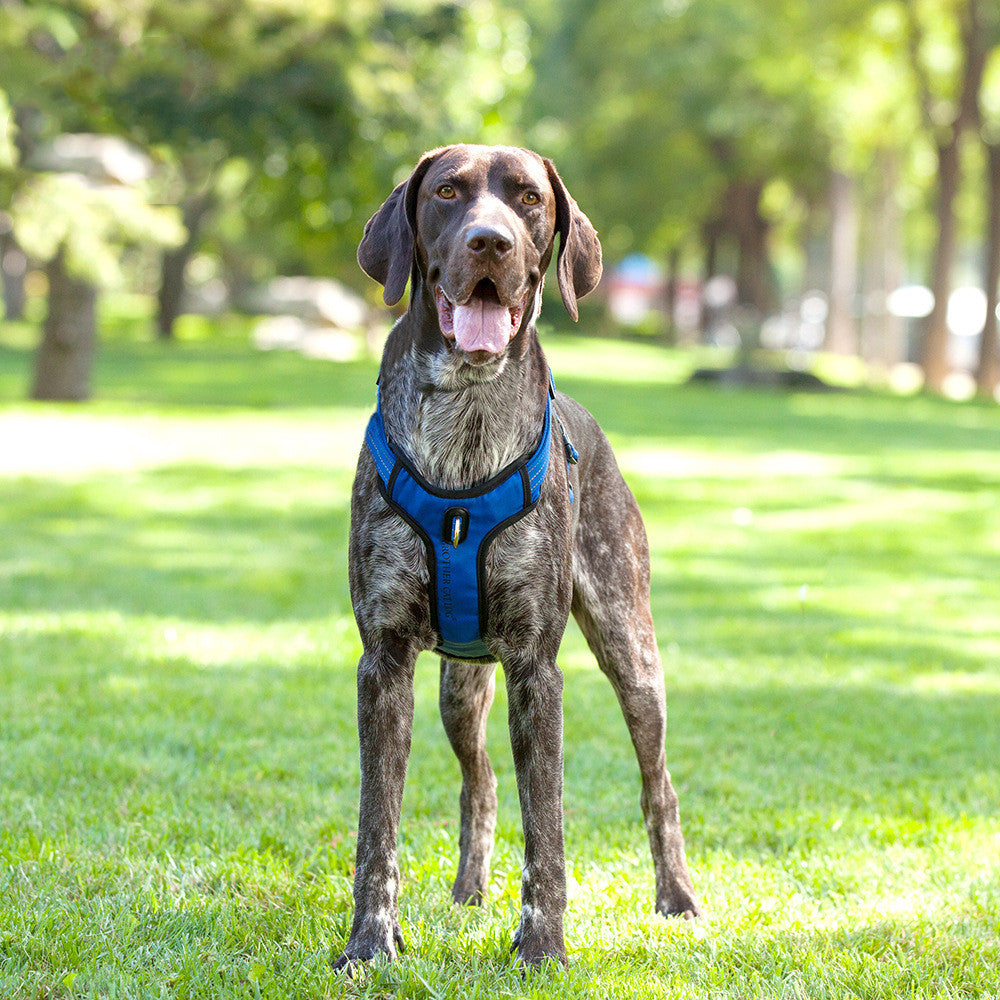 Reflective Breathable Vest Style Pet Rope Leash Safety Harness