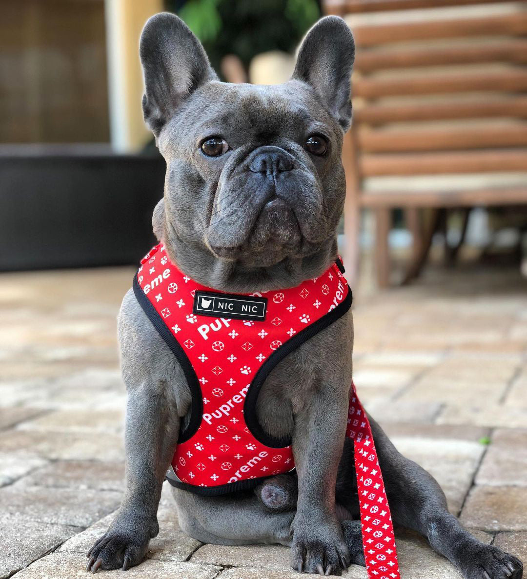 Breathable Mesh Pet Chest Harness And Leash Comfortable Fit