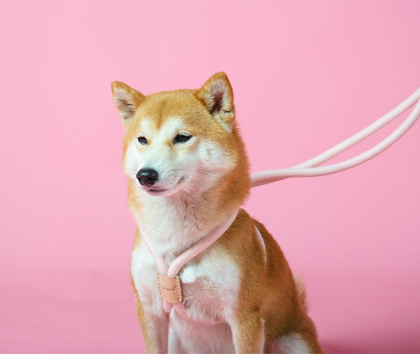 Dual Purpose Integrated Round Rope Pet Leash Durable Design
