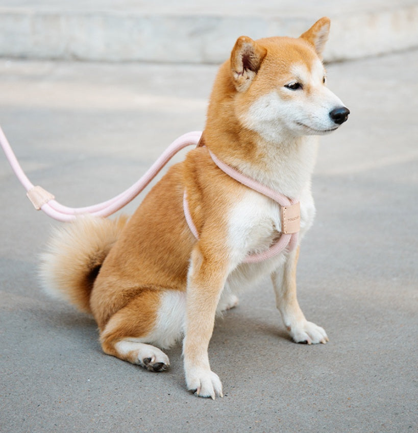 Dual Purpose Integrated Round Rope Pet Leash Durable Design