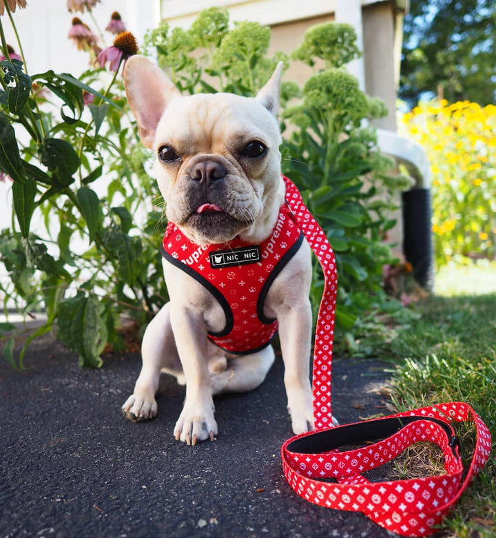 Breathable Mesh Pet Chest Harness And Leash Comfortable Fit
