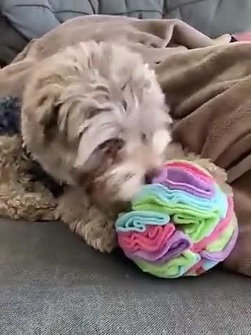 Pet Sniffing Ball Plush Interactive Toy