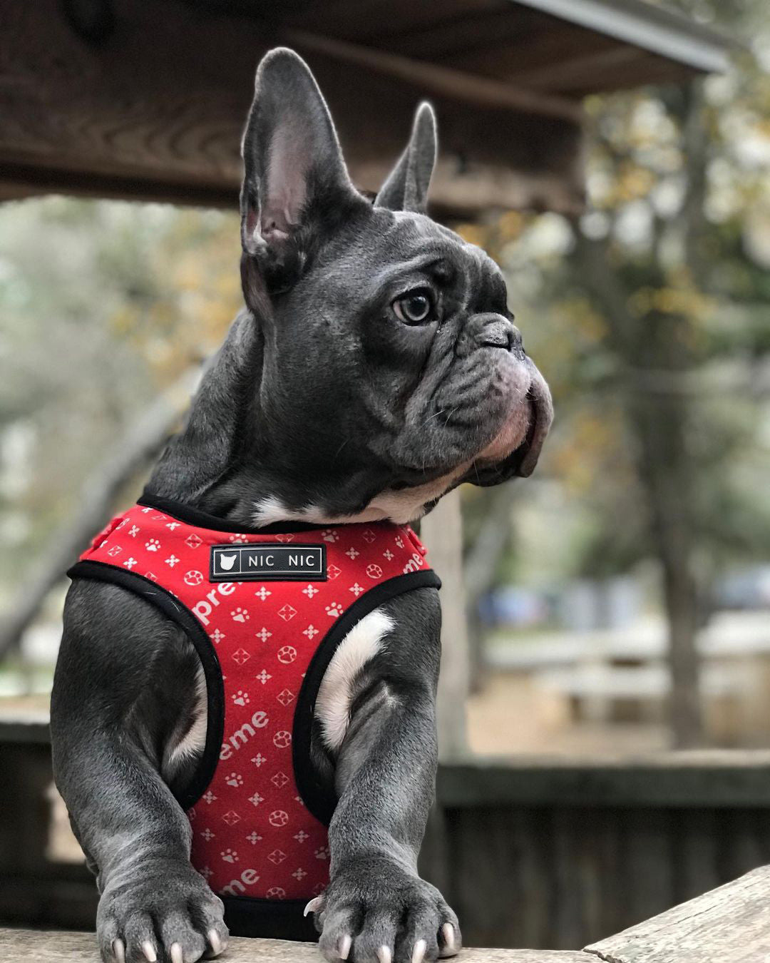 Breathable Mesh Pet Chest Harness And Leash Comfortable Fit
