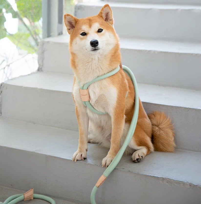 Dual Purpose Integrated Round Rope Pet Leash Durable Design